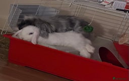 Mini Lion Lop rabbits for sale: Beautiful Bunny’s Sushi 5yrs & Marshmallow 3yrs - Advert 6