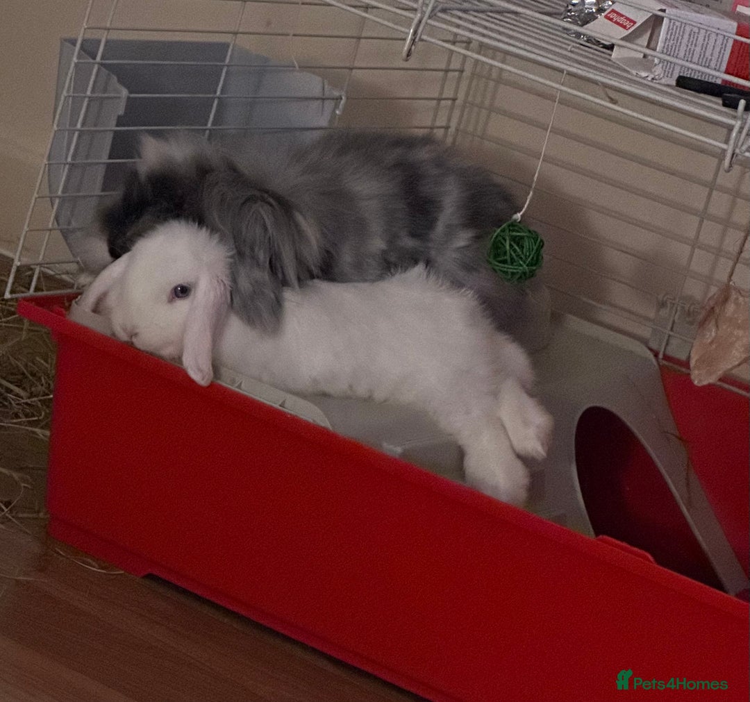 Mini Lion Lop rabbits for sale: Beautiful Bunny’s Sushi 5yrs & Marshmallow 3yrs - Advert 6