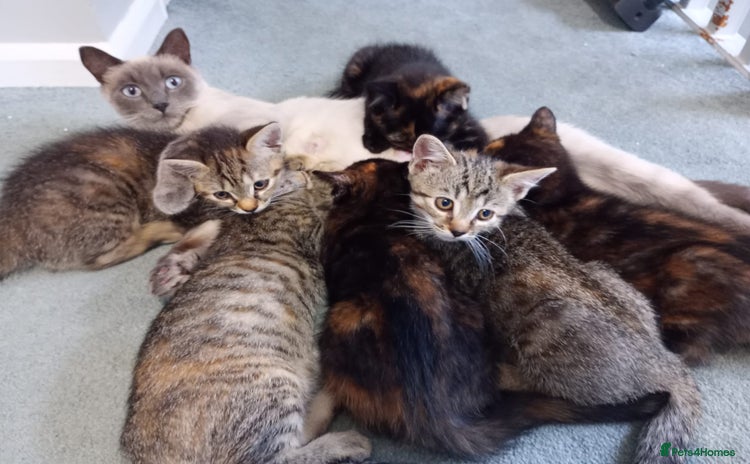 Mixed Breed cats - Advert 14