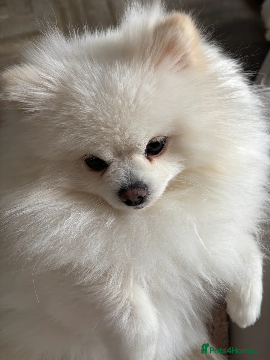 Pomeranian dogs for stud: KC King Loki Pomeranian stud  - Advert 4