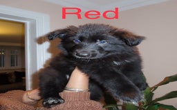 German Shepherd dogs for sale: RARE BLUE/BLACK KC REG GSD PUPS 💙 🐾 - Image 7