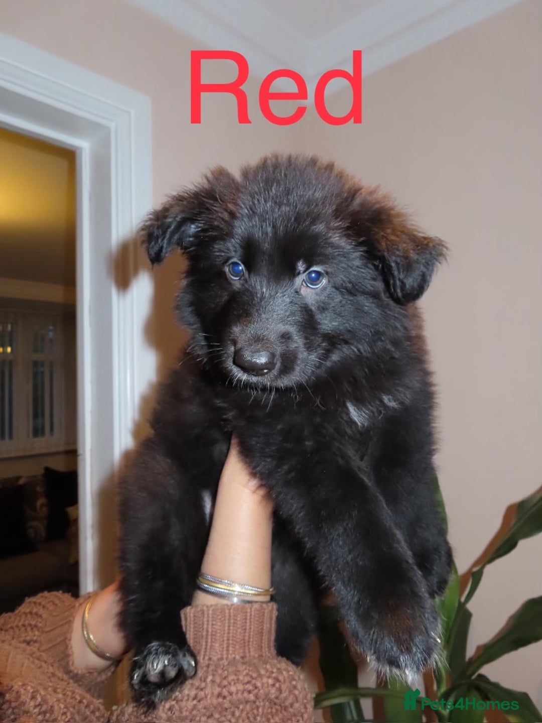 German Shepherd dogs for sale: RARE BLUE/BLACK KC REG GSD PUPS 💙 🐾 - Image 7