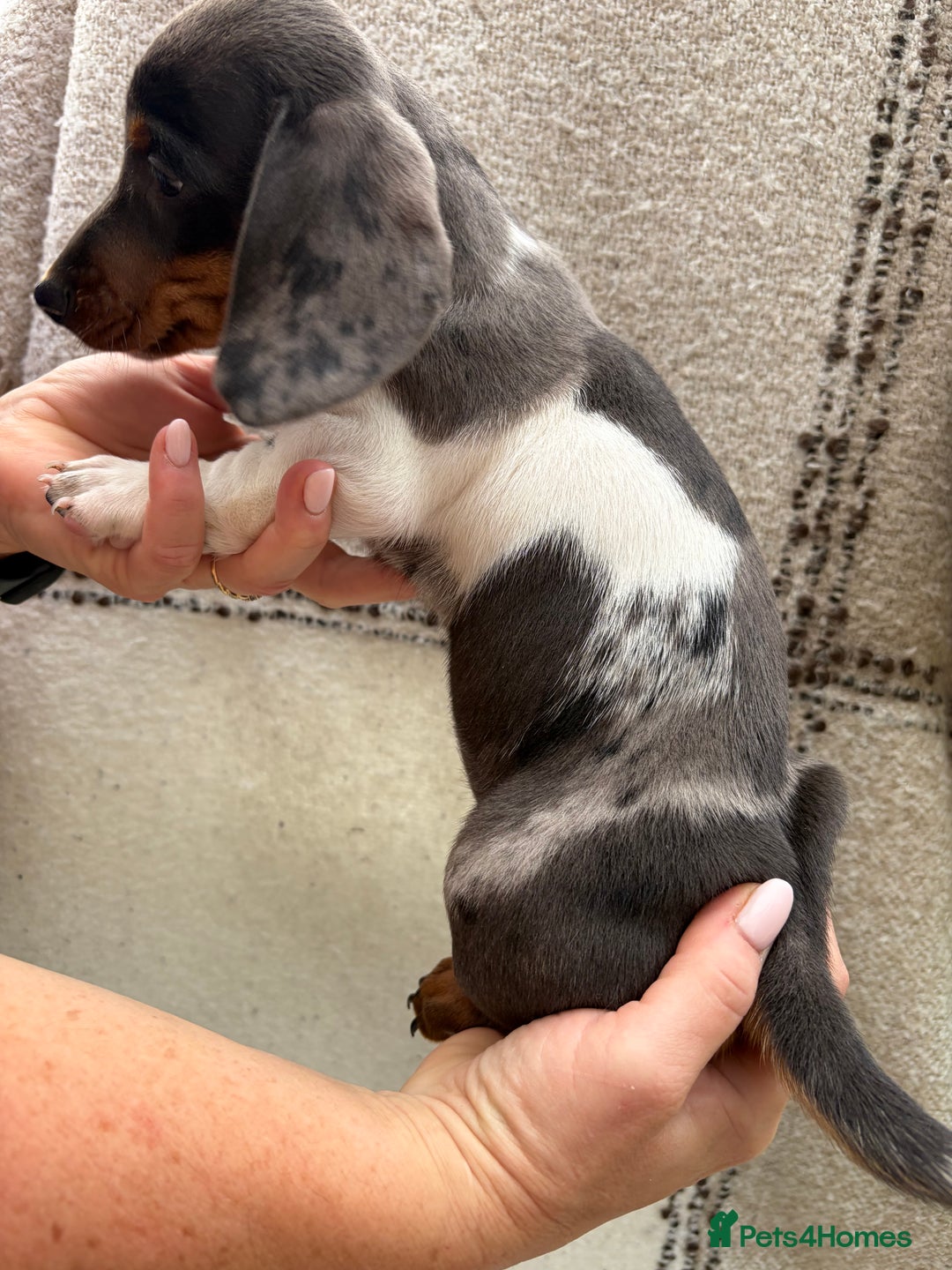Miniature Dachshund dogs for sale: LAST GIRL!!🐶🖤KC MINIATURE DACHSHUND PUPPIES🖤🐶 - Image 7