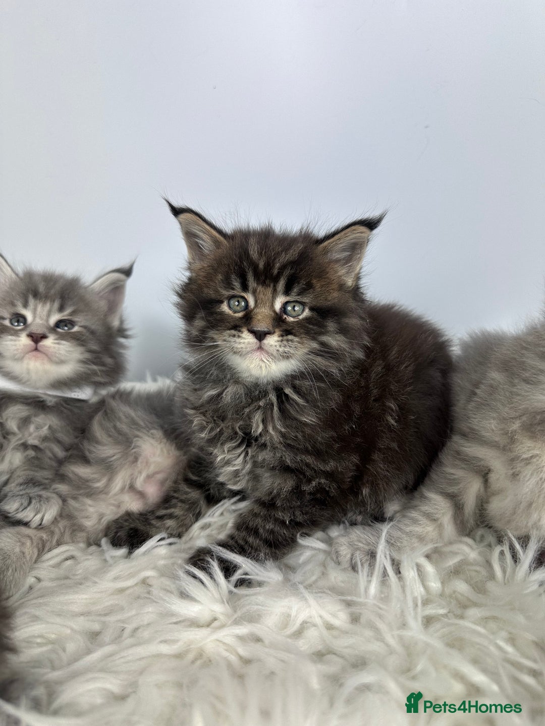 Maine Coon cats for sale: 6 Gorgeous Pure Breed Maine Coon Kittens - Advert 29