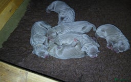 Weimaraner dogs for sale: Beautiful weimaraner puppies - Image 1