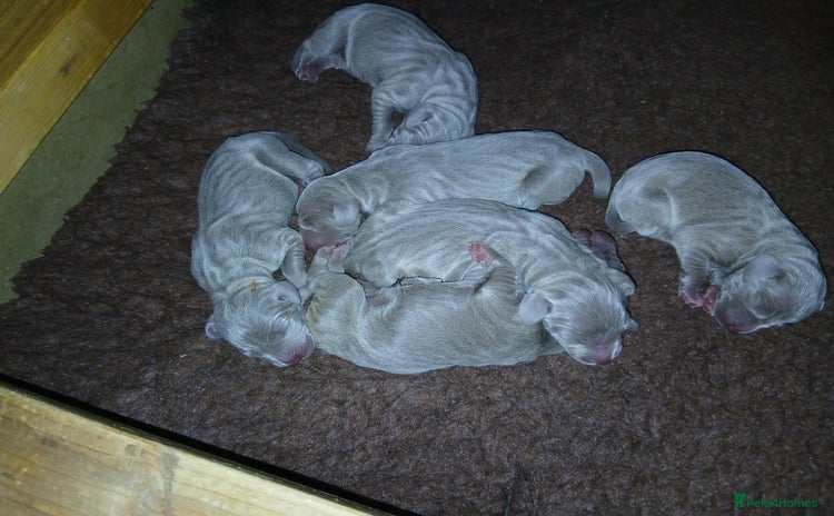 Weimaraner dogs - Advert 2
