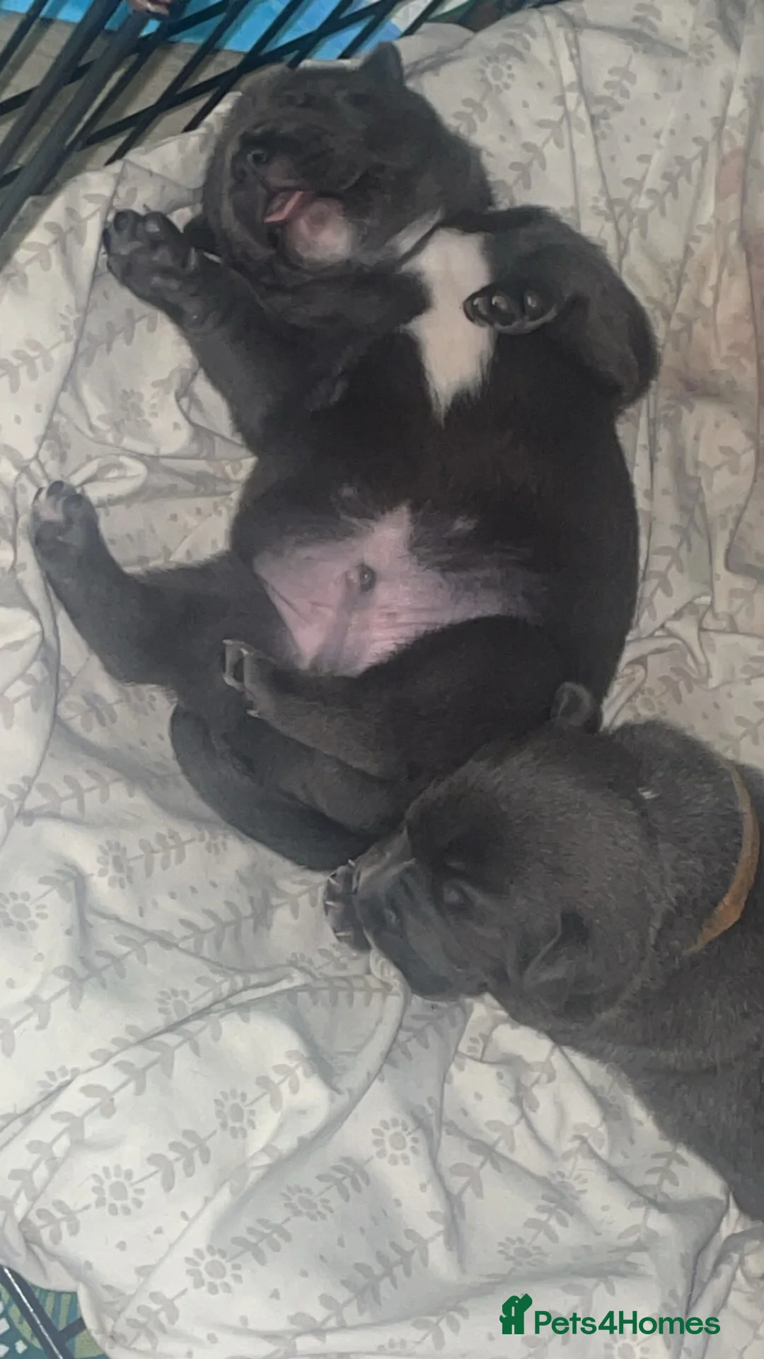 Staffordshire Bull Terrier dogs for sale: Blue staffie puppies   - Advert 11