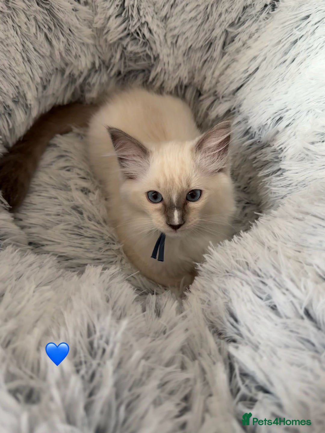 Ragdoll cats for sale: 4 Gorgeous Pure-Bred Ragdolls - Image 7