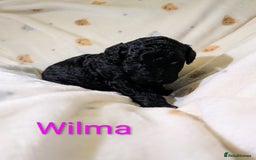 Standard Poodle dogs for sale: Standard poodles - Image 16