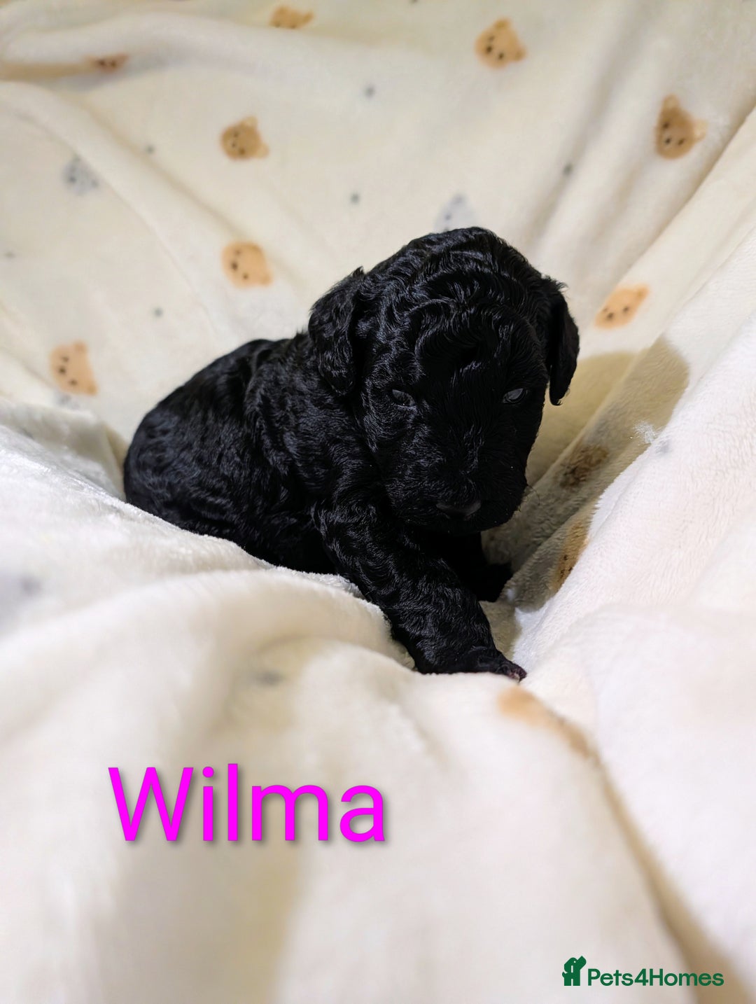 Standard Poodle dogs for sale: Standard poodles - Image 16