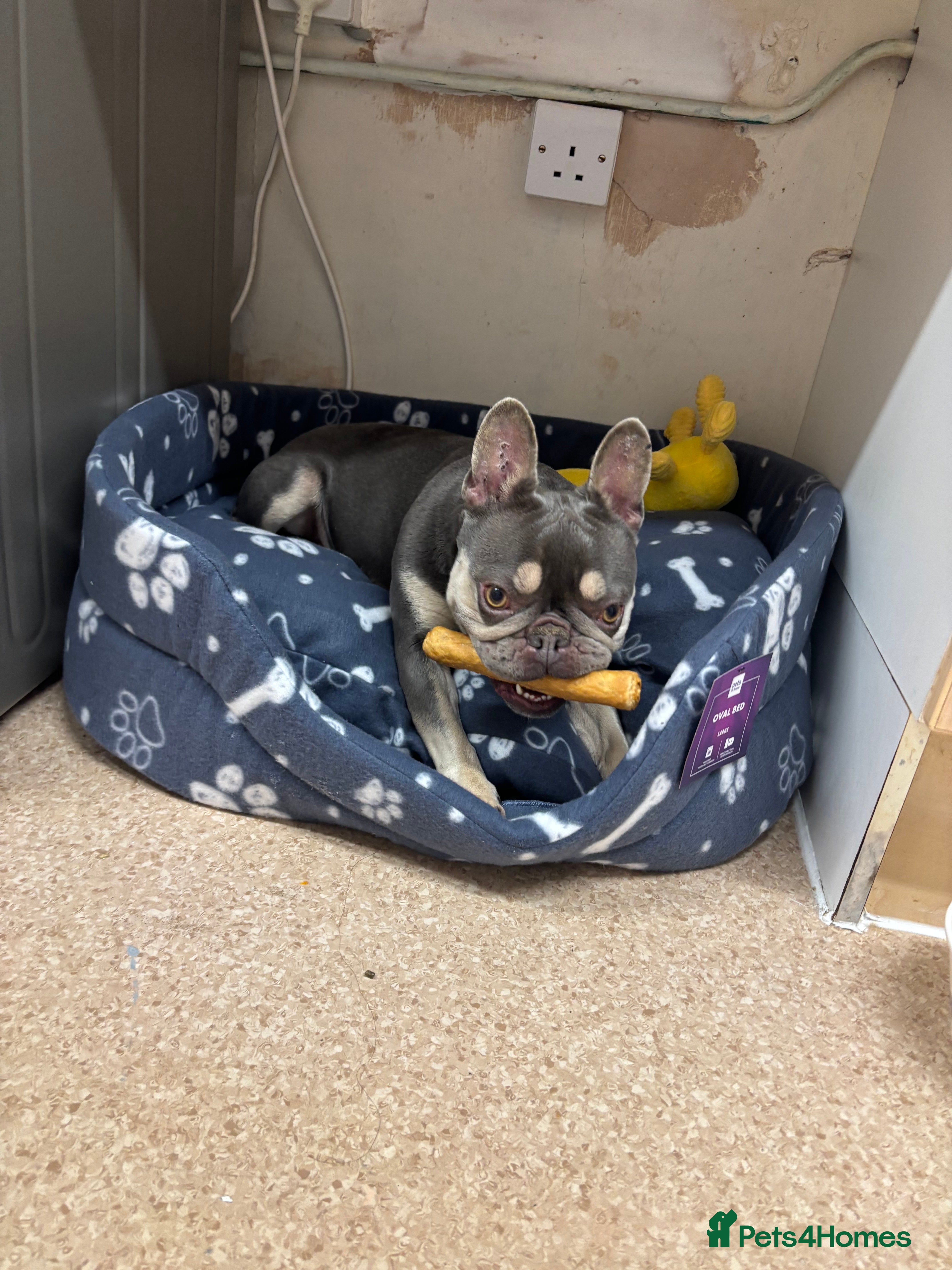 French Bulldog dogs Female French bulldog  - Advert 11