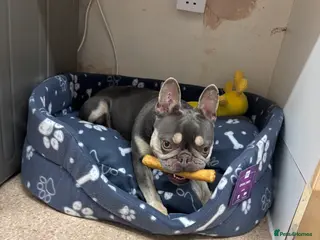 French Bulldog dogs Female French bulldog - Advert 11