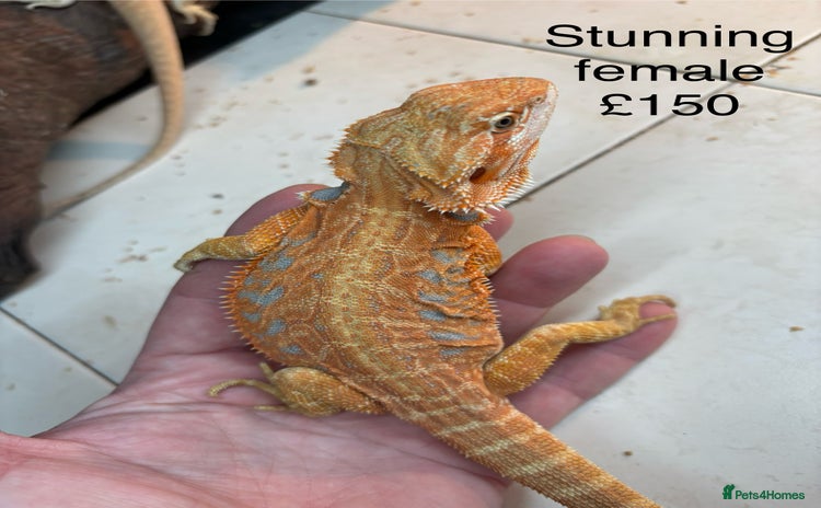 Bearded Dragon reptiles - Advert 14