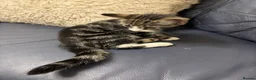 Domestic Shorthair cats for sale: Kittens for sale  - Advert 11