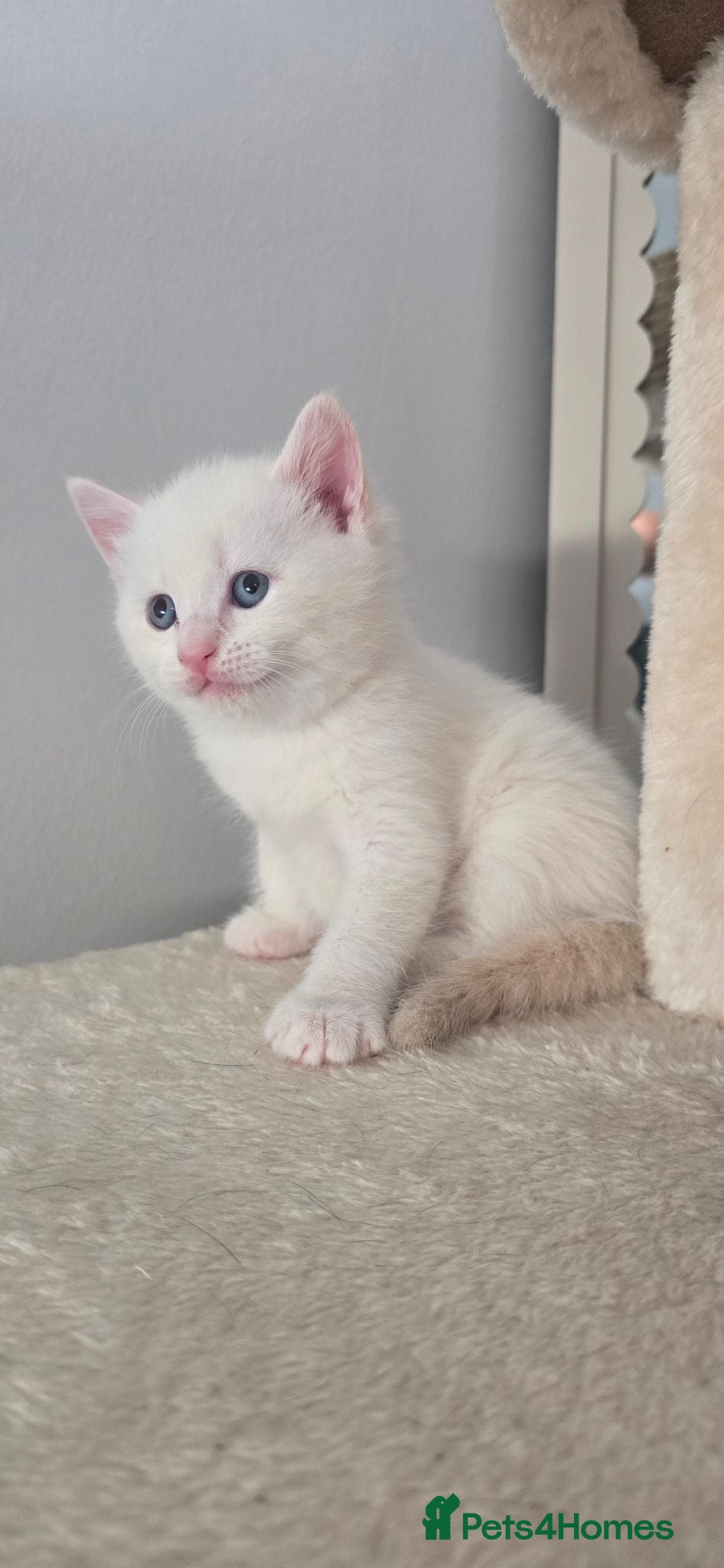 Mixed Breed cats BSH x Ragdoll - Advert 16