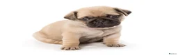 Pug dogs for stud: Fawn Pug, Stud Service Only. KC Reg, Health Tested in Doncaster - Advert 4