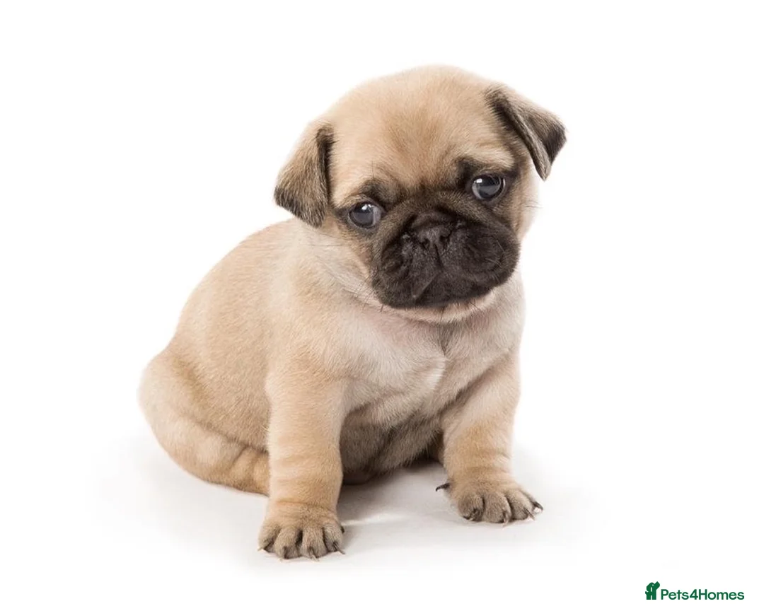 Pug dogs for stud: Fawn Pug, Stud Service Only. KC Reg, Health Tested in Doncaster - Advert 4