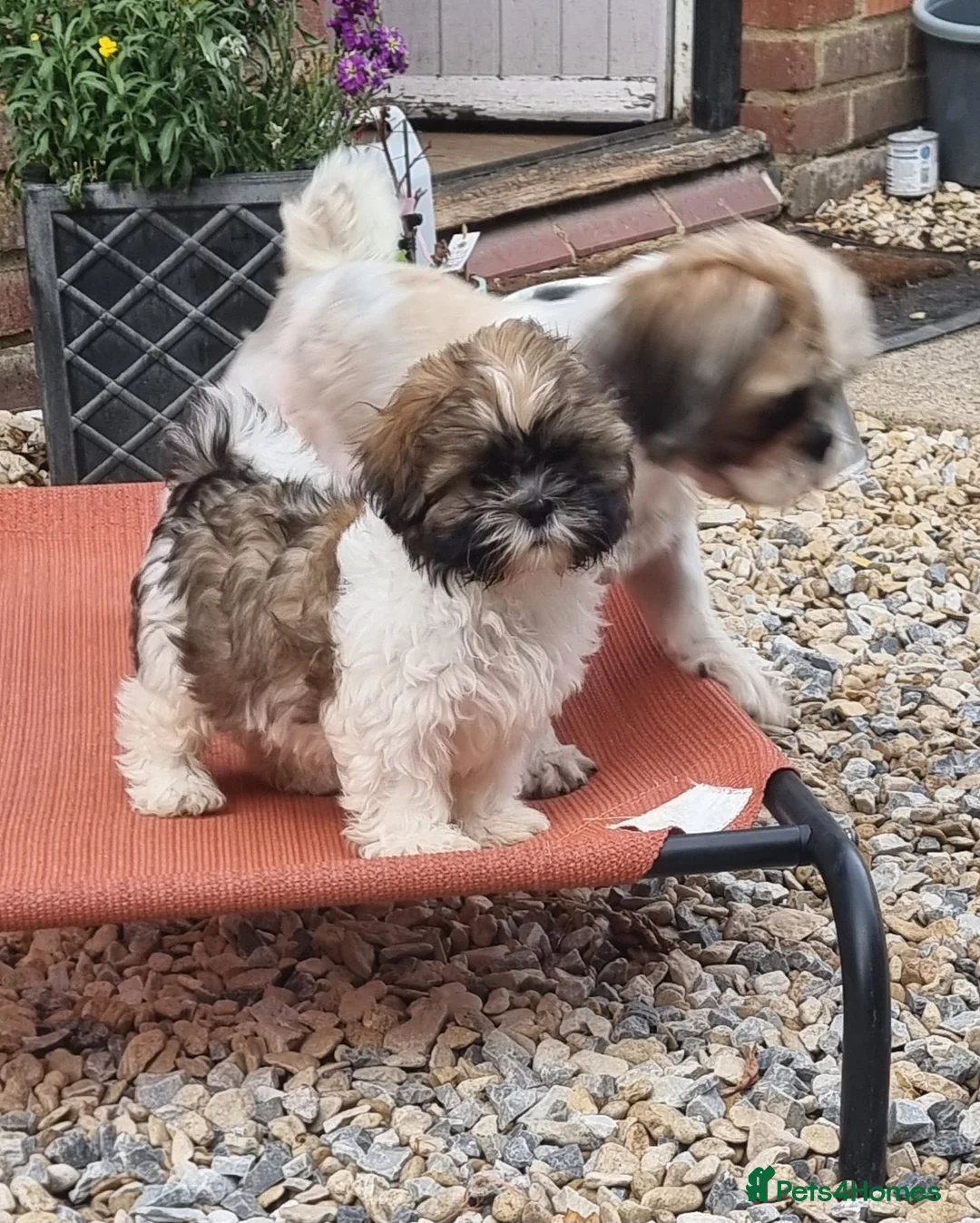 Shih Tzu dogs for sale: Shihtzu pups - Advert 1
