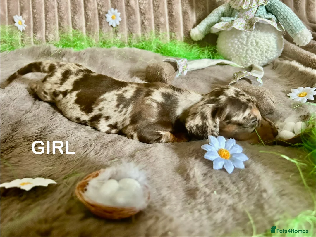 Dachshund dogs for sale: Dachshund Puppies   - Advert 23