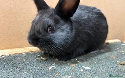 Netherland Dwarf rabbits for sale: Netherland dwarf x lop - Image 2