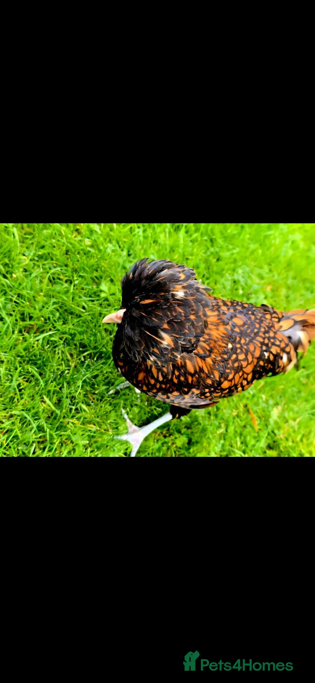 Mixed Breed livestock for sale: Day old chicks available  - Advert 18