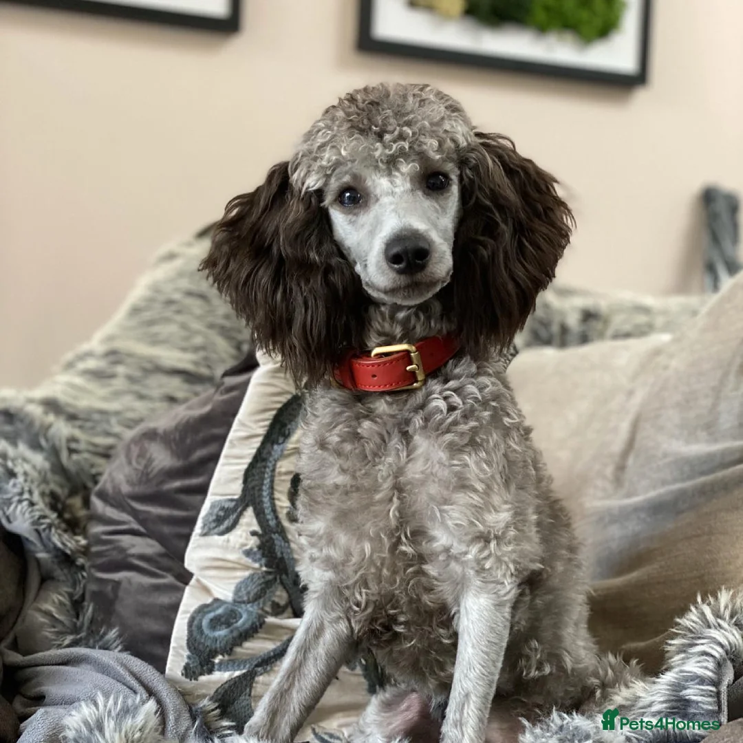 Miniature Poodle dogs for stud: Mister Kent Merlin silver miniature Poodle Stud in London - Advert 5