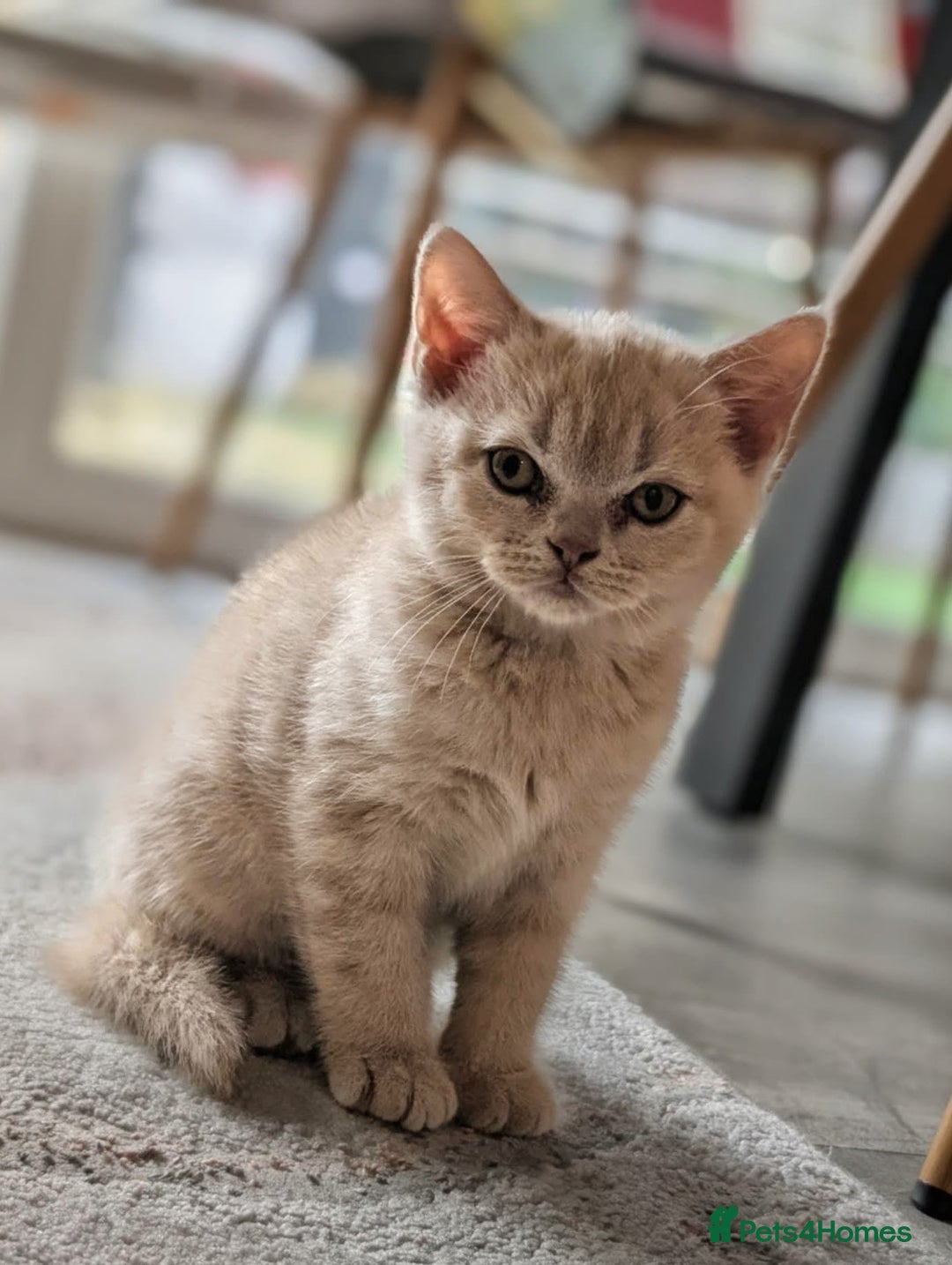 British Shorthair cats for sale: British shorthair  - Advert 5