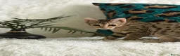 Bengal cats for sale: Stunning beautiful bengal kittens  - Advert 20