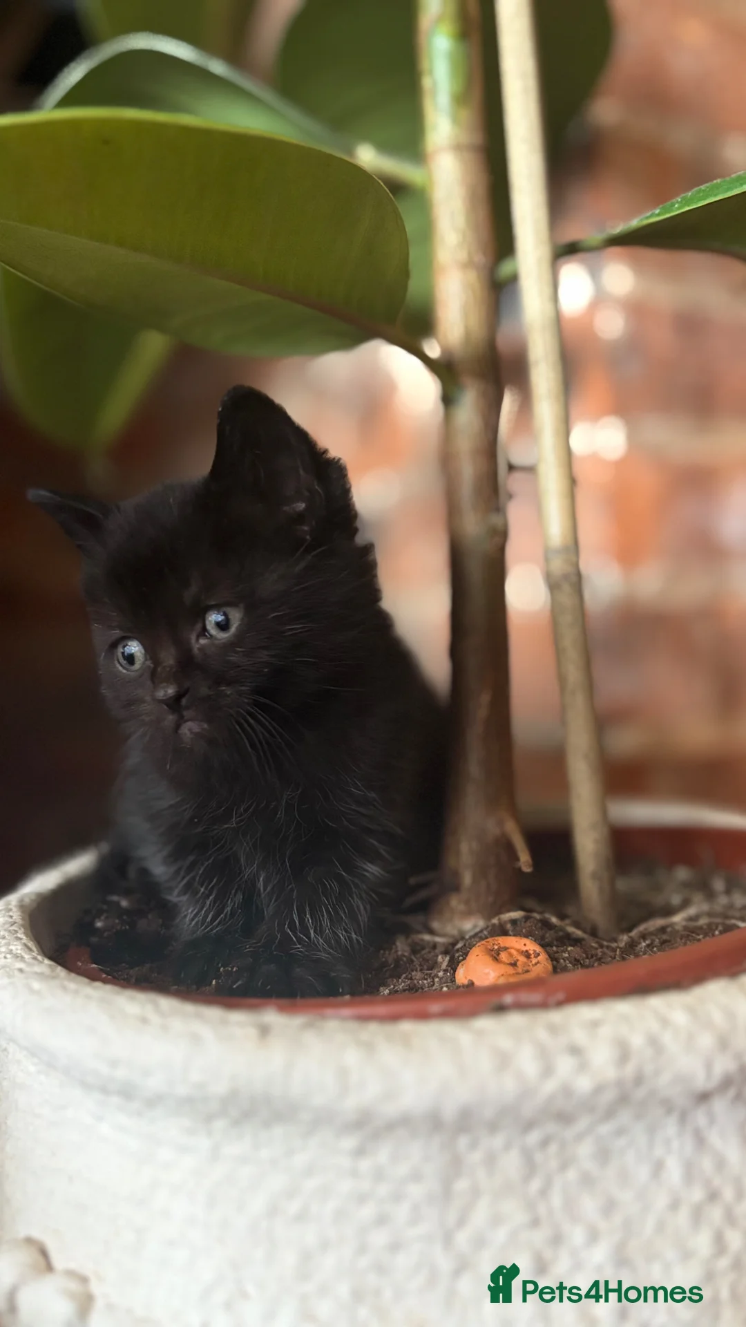 Mixed Breed cats for sale: Maine coon x Persian x kittens  - Advert 1