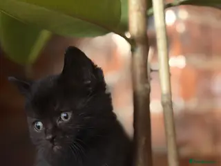 Mixed Breed cats Maine coon x Persian x kittens - Advert 12