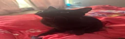 British Shorthair cats for sale: 2 cats for sale  in London - Advert 5