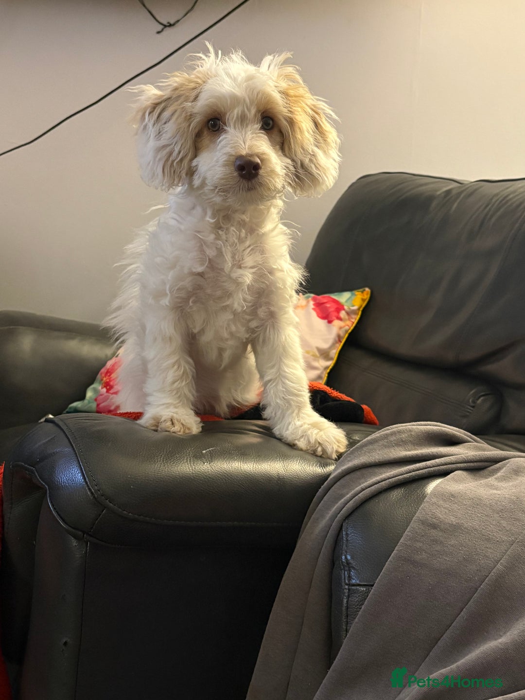 Mixed Breed dogs for sale: Springerpoo puppy  - Advert 7