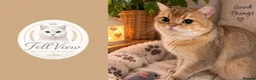 British Shorthair cats for stud: Proven Golden British Shorthair Stud “Garfield”  - Advert 1