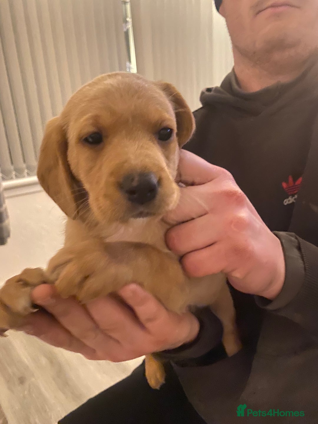 Springador dogs for sale: Labrador puppies - Advert 18