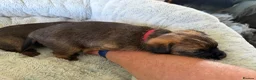 Border Terrier dogs for sale: 2 x Bitches  in Antrim - Advert 8