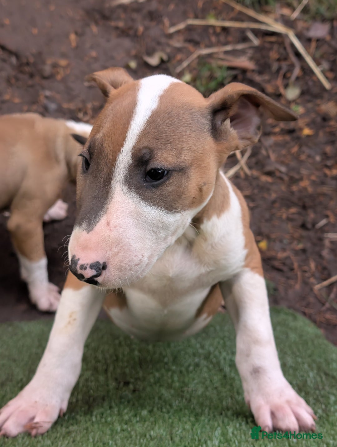 English Bull Terrier dogs for sale: Original English bull terriers  - Image 7