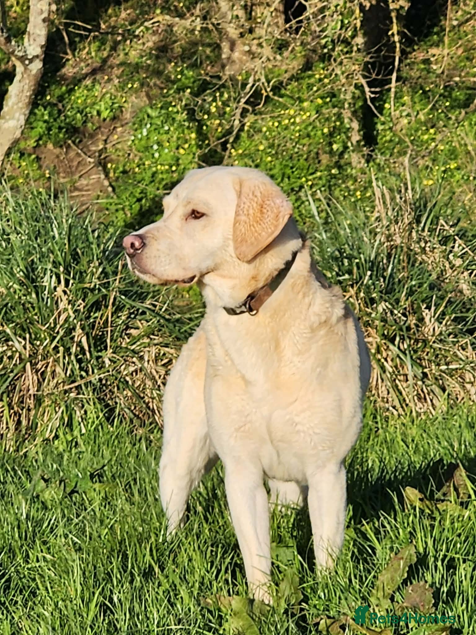 Labrador Retriever dogs Labrador Retriever - Advert 1