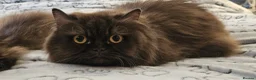 British Longhair cats for sale: 2 gorgeous chocolate British longhair girls - Advert 3
