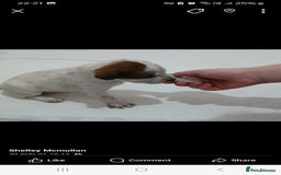 Mixed Breed dogs for sale: Beautiful puppies  - Image 7