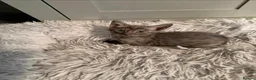 Bengal cats for sale: Bengal Savannah cross  in Irvine - Advert 6