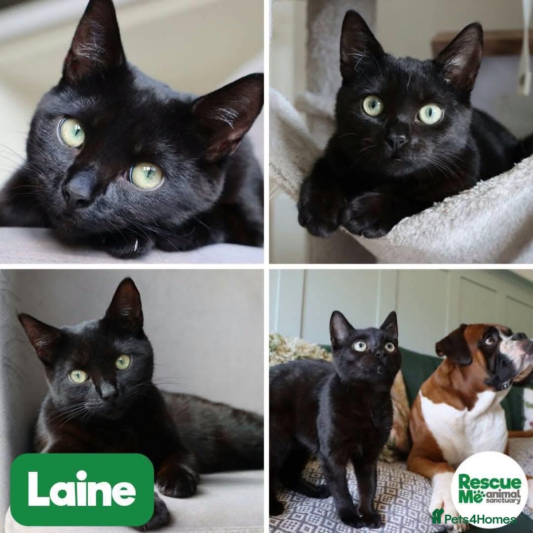 Mixed Breed cats for adoption: Laine - shy sweet girl - Advert 1
