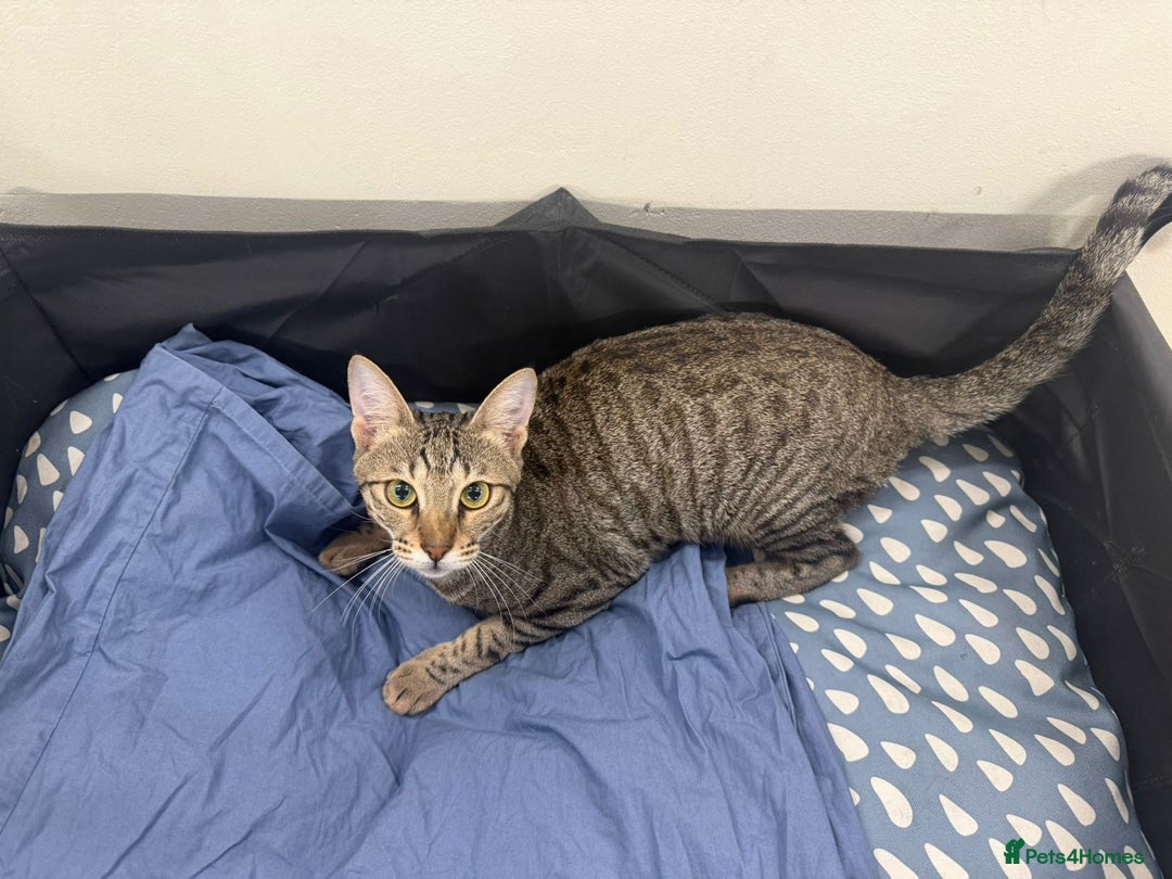 Mixed Breed cats for adoption: PIKA-PARKER SHORT HAIRBREED THAT LOOSE LITTLE HAIR - Advert 4