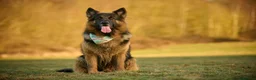German Shepherd dogs for stud: Long haired german shepherd for stud - Advert 3