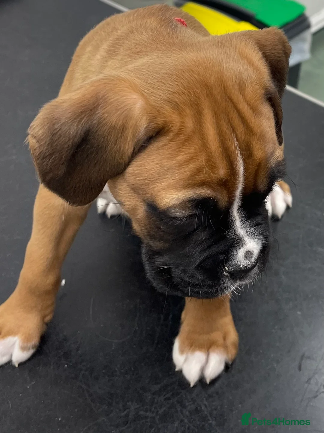 Boxer dogs for sale:  Stunning KC reg bobtailed boxers *1 girl left* - Advert 3