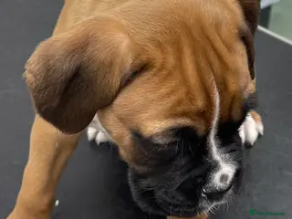 Boxer dogs Stunning KC reg bobtailed boxers *1 girl left* - Advert 4