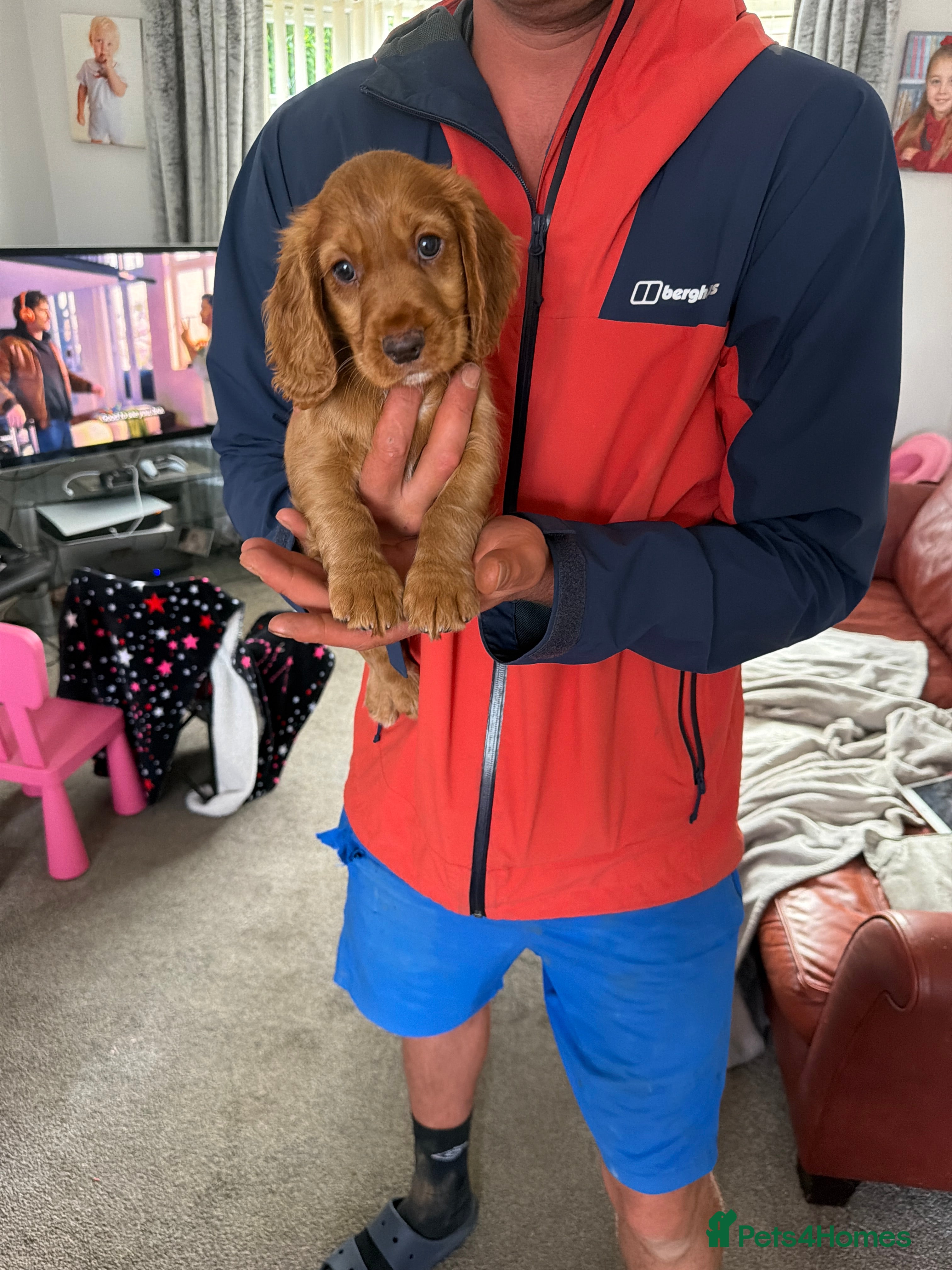 Cocker Spaniel dogs Red KC reg working cocker spaniels  - Advert 2