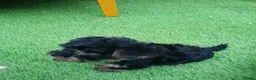 Yorkiepoo dogs for sale: Yorkepoo Male and Female very miniature breed - Advert 12
