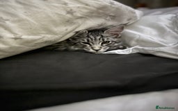 Maine Coon cats for sale: Black Silver Mackeral Tabby Active Female - Image 5