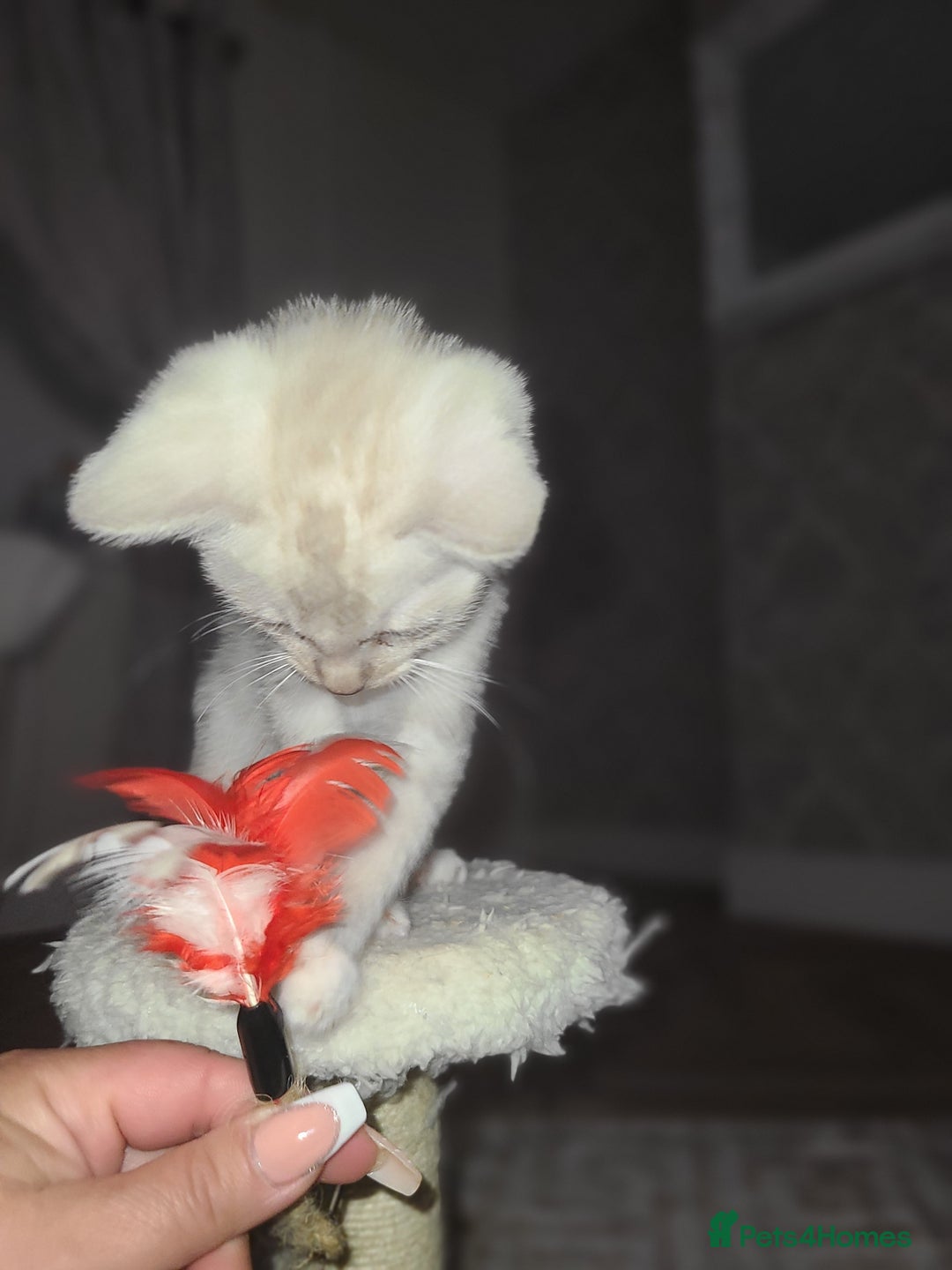 Mixed Breed cats for sale: Beautiful boy kitten available  - Advert 6