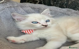 Ragdoll cats for sale: Ragdoll kittens  - Image 9